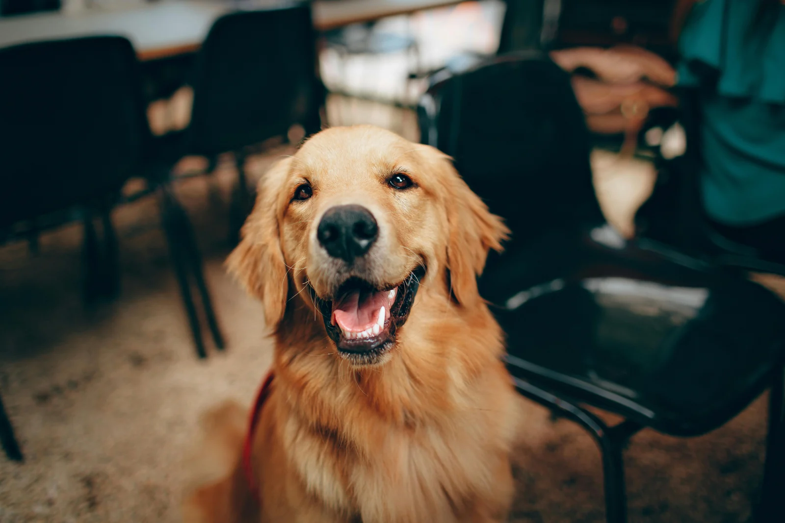 Original pet before background removal