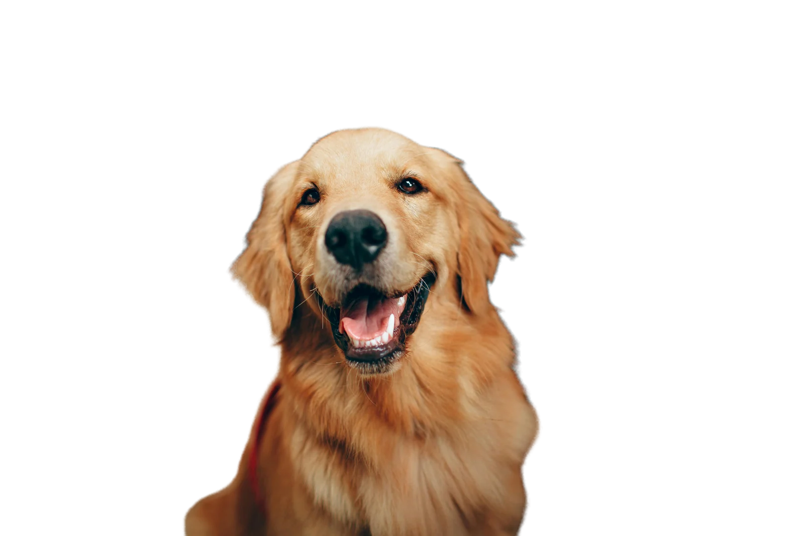 Pet with background removed — transparent PNG output