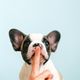 Try background removal on a pet photo